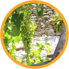 Grapes of the Holy Land